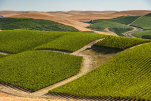 Walla Walla Valley Wine Month 10