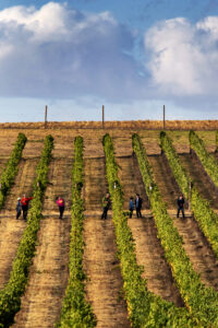 Walla Walla Valley Wine Month 6