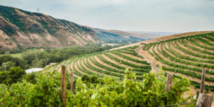 View of Elevation Vineyard and the North Fork of the Walla Walla River