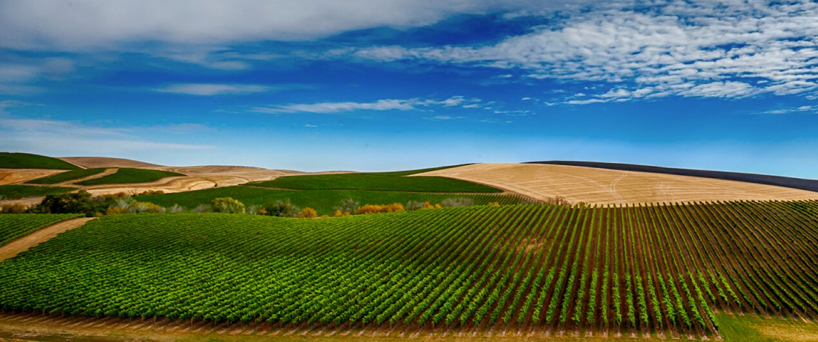 Vineyards and Palouse wheat fields