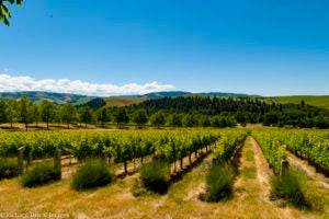 Walla Walla Valley AVA Vineyard Study Reports Growth, Change