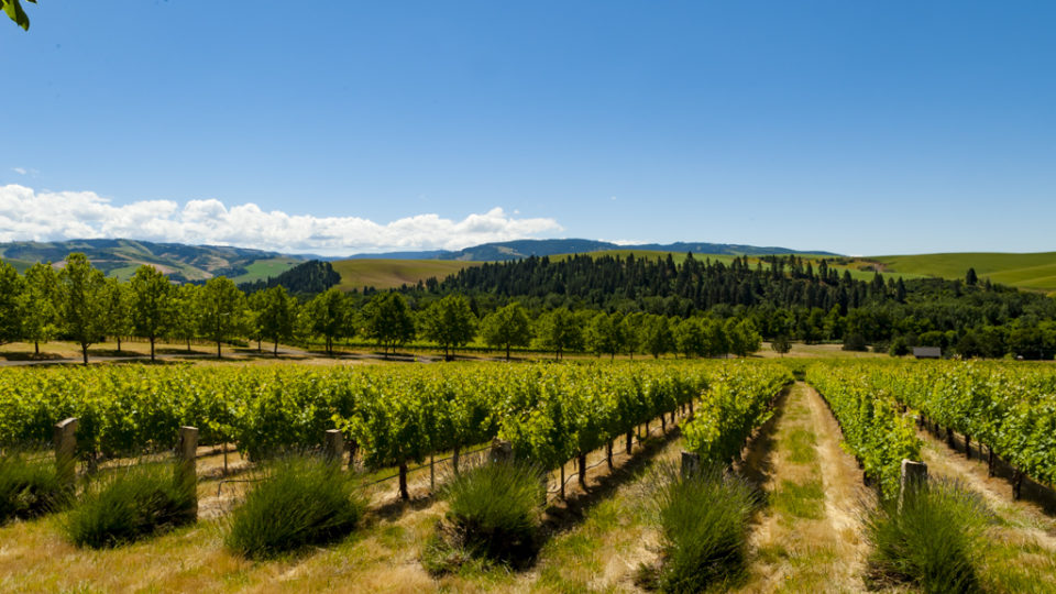 Walla Walla Valley AVA Vineyard Study Reports Growth, Change