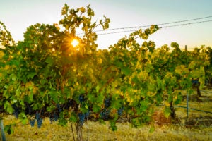 Blue Mountain Vineyard, shot of grapes on vines