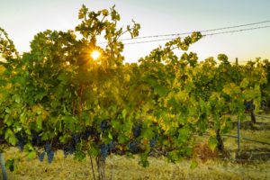 Blue Mountain Vineyard, shot of grapes on vines