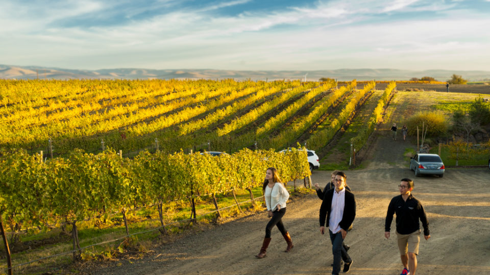 Group of People Walking in Autumn Vineyard