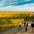 Group of People Walking in Autumn Vineyard