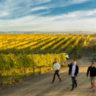 Group of People Walking in Autumn Vineyard