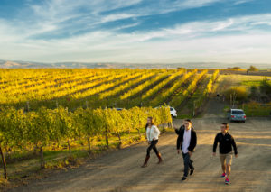 Group of People Walking in Autumn Vineyard