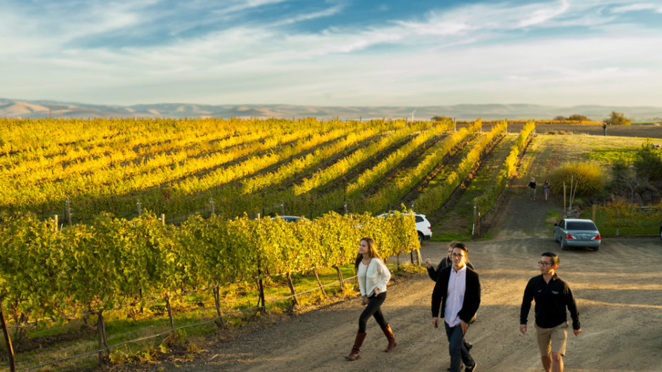 Group of People Walking in Autumn Vineyard