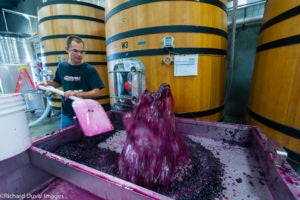 Walla Walla Valley winemakers report excellent grape quality in early 2015 harvest