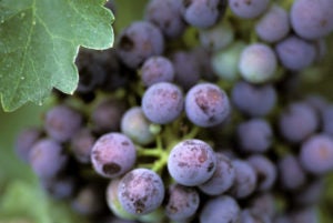 2012 Vintage - A Near Perfect Growing Season for Walla Walla Valley Vintners