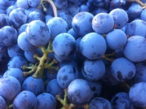 Successful Harvest wraps up in Walla Walla Valley