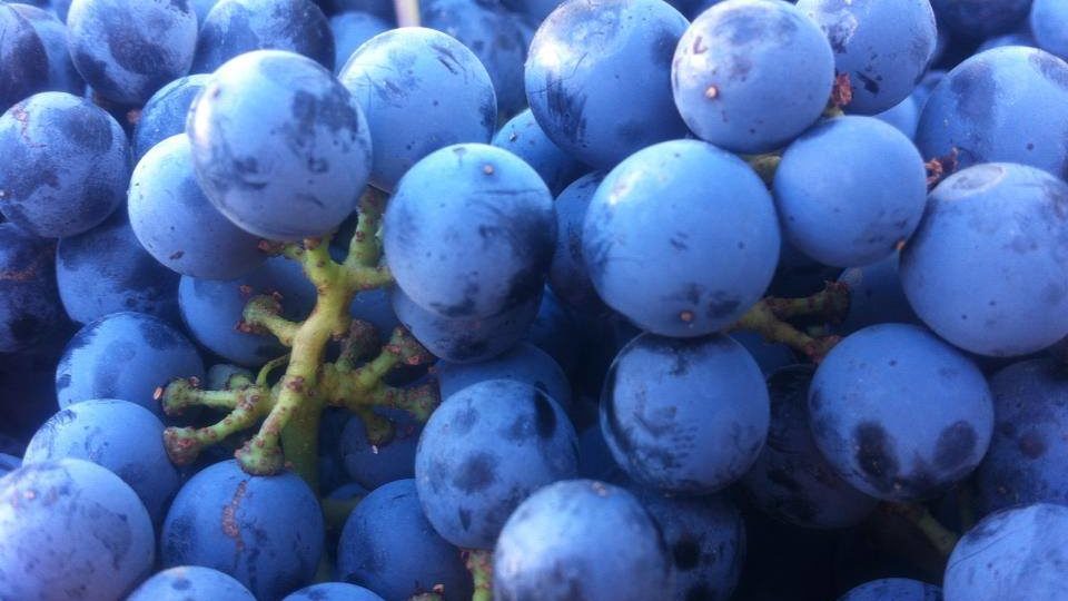 Successful Harvest wraps up in Walla Walla Valley