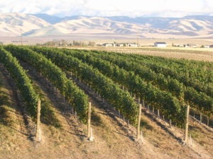 Syrah Climbs to Second Most Widely Planted Wine Grape Variety in the Walla Walla Valley