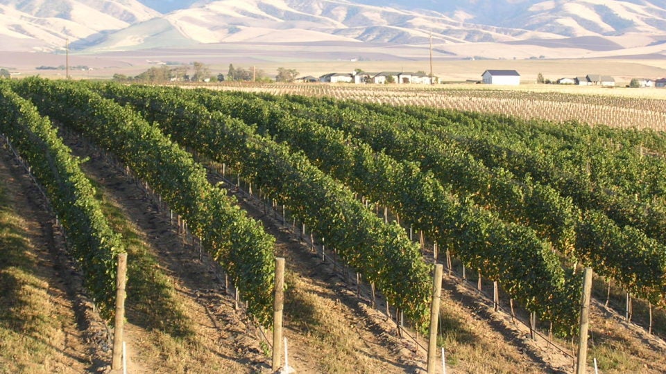 Syrah Climbs to Second Most Widely Planted Wine Grape Variety in the Walla Walla Valley
