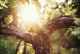 Walla Walla Valley Wineries Donated an Estimated $1.9 Million in 2011