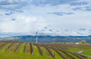 Pepper Bridge Vineyard looking onto Blue Mountains