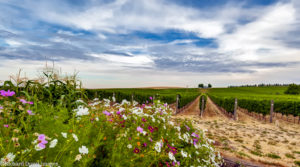 WW Vintners looking up on Cut Bank & Yellow Bird vineyards