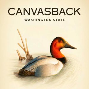 Canvasback
