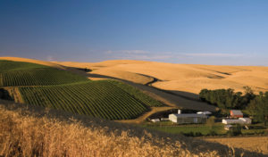 Spring Valley Vineyard 1