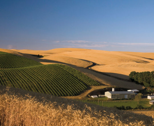 Spring Valley Vineyard 1