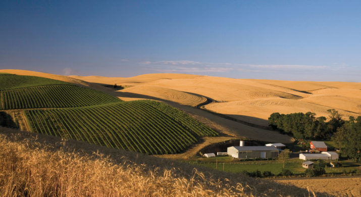 Spring Valley Vineyard 1