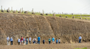 Basalt rock wall at Ferguson Vineyard