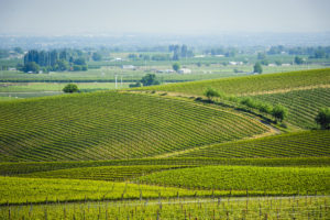 Seven Hills Vineyard views