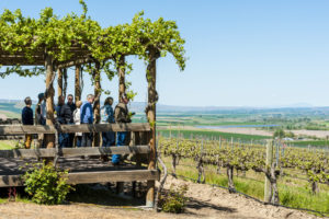 Ferguson Vineyard Gazebo