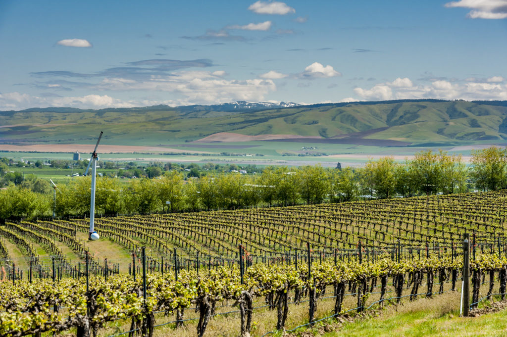 - Walla Walla Valley Wine