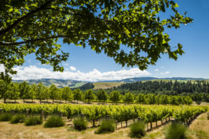 Figgins Family Estate Vineyard, view of the Blues