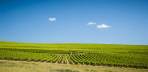 Vineyard with blue sky, one cloud