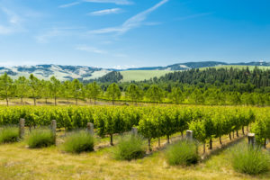 Figgins Family Estate Vineyard and views of the Blue Mountains
