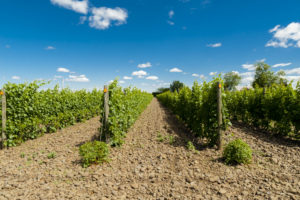 Vineyard in the Rocks District of Milton-Freewater