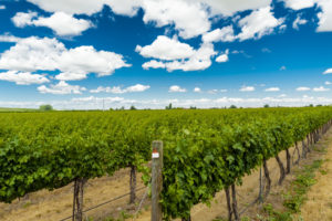 Vineyard scene with brilliant blue sky and puffy clouds