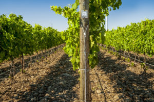 Row of Syrah in Rocks District of Milton-Freewater Vineyard