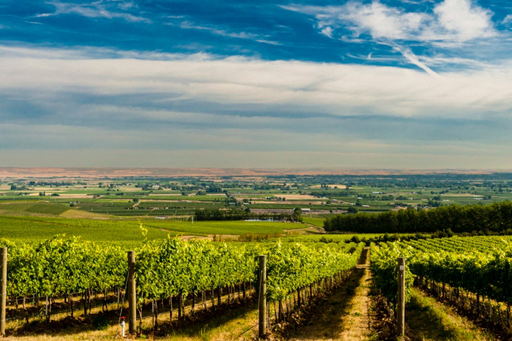 L'Ecole's Ferguson vineyard is part of the famed Seven Hills vineyard in the Walla Walla AVA.