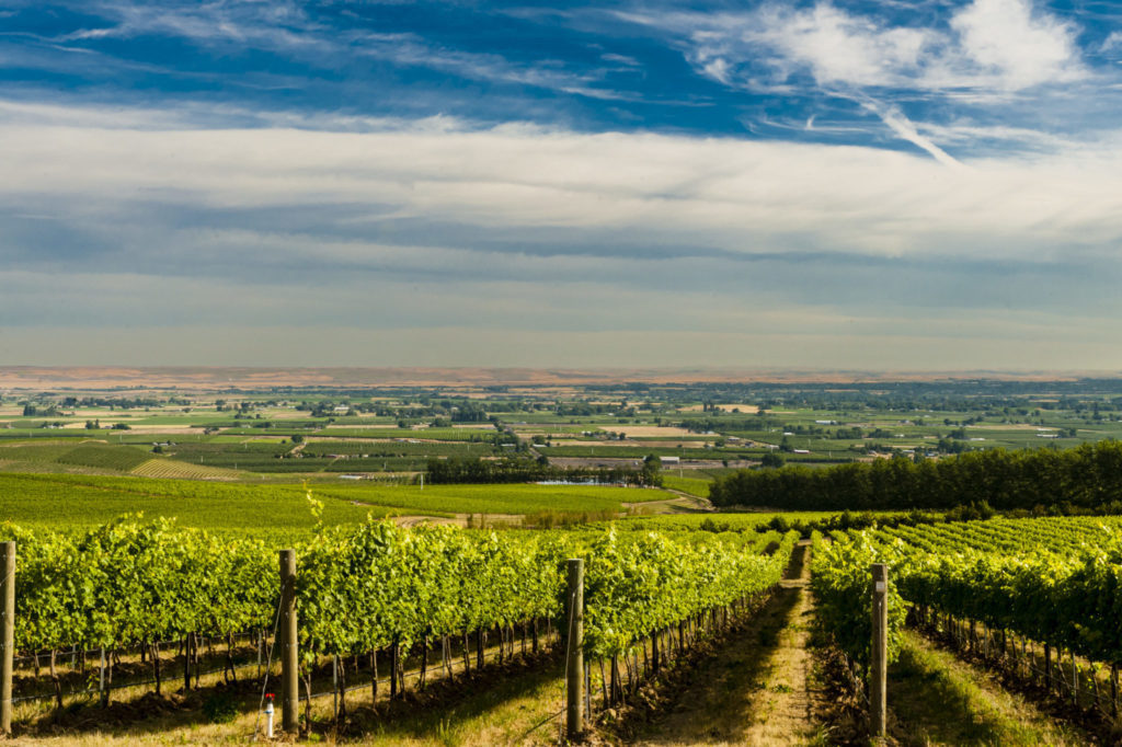 L'Ecole's Ferguson vineyard is part of the famed Seven Hills vineyard in the Walla Walla AVA.