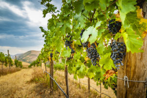 Grapes hanging from vines at Elevation Vineyard