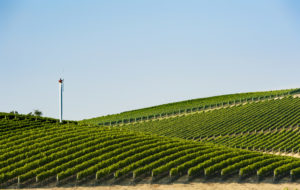 Blue Mountain Vineyard
