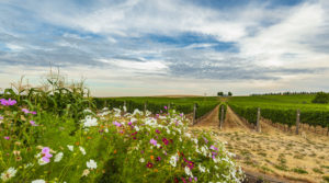 Touring Wine Country