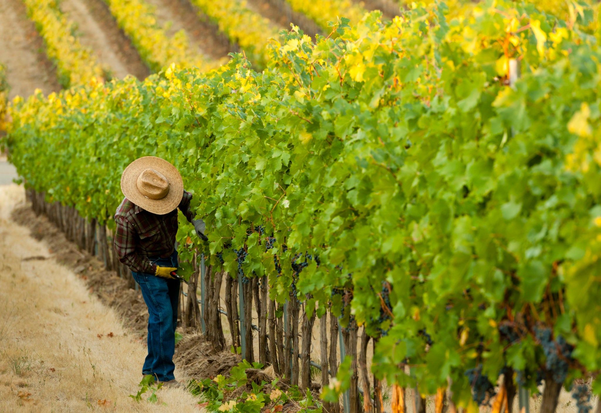 Vineyard worker in Blue Mountain Vineyard