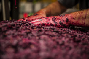 Hands moving over grape skins