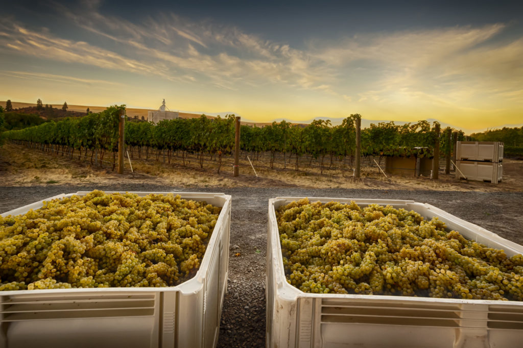 USA, Washington, Walla Walla. Chardonnay harvest at Aluvé, 2018.