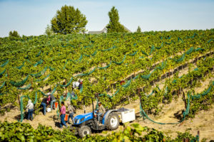 Gifford Hirlinger harvest crew