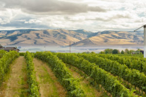 Pepper Bridge Vineyard during harvest