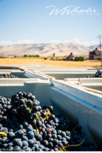 Walla Walla Valley Winemakers Share Itineraries for the Fall Season 1