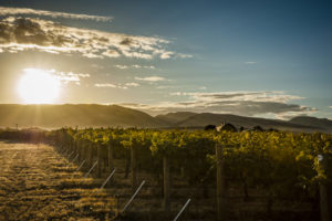 Sun rising at Les Collines Vineyard