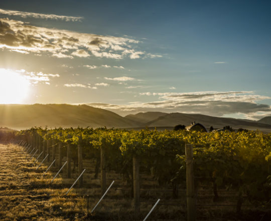Sun rising at Les Collines Vineyard