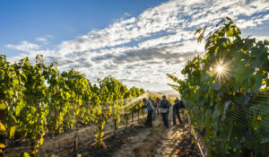 Harvest crews picking in Les Collines Vineyard